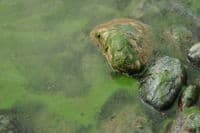 Copco Reservoir Algal Bloom