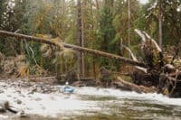 Wood Hazards