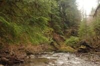View Down the North Fork