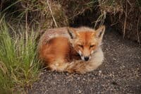 A Fox in the Caldera