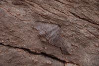 Fossils in Canyonlands