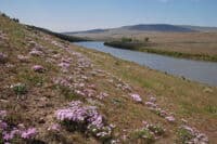 Spring on the Yakima River