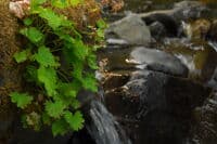Jenny Creek