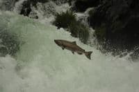 Deadline Falls Salmon Leap