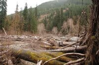 Log Jam on the Dosewallips
