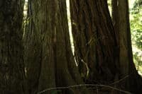 Big Trees
