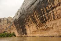 Tiger Wall