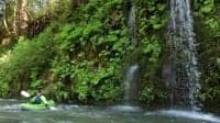 Weeping Ferns with Waterfall