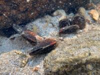 Freshwater Mussels