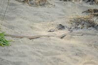 Gopher Snake on the Rogue River