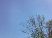 Bald Eagle in Tree on Monocacy River trip April, 11, 2026