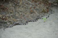 Snake at Missouri Bar