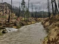 About 1/4 into the run through the old burn before you get to the forest 
