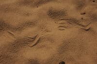 Snake Tracks in Camp