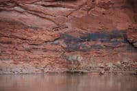Deer in Canyonlands