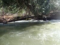 First wood in play on river left