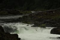 Deadline Falls Salmon Leap