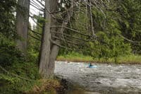 Cedar Trees on the Crooked Fork