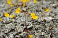 Flowers in the Rocks