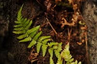 Fern in Jordan Craters