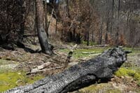 Legacy of Wildfire