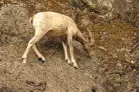 Sheep in Blue Canyon
