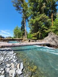 Logjam below these trees