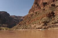 Forster Rapid