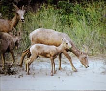 Hells Canyon Bighorn Sheep Need a Hand