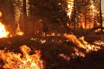 Congress Proposes To Log Yosemite After Rim Fire