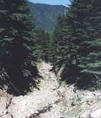Addressing Road Problems in Olympic National Forest (WA)